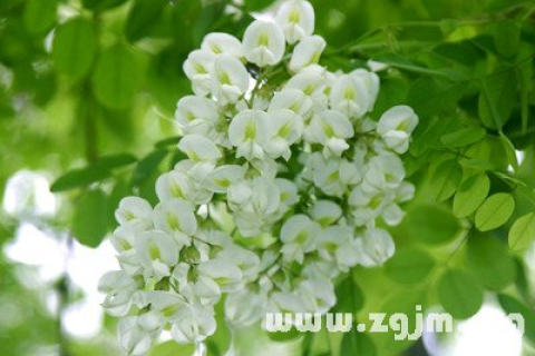 梦见花是什么意思，探索梦境中的花语与心灵启示