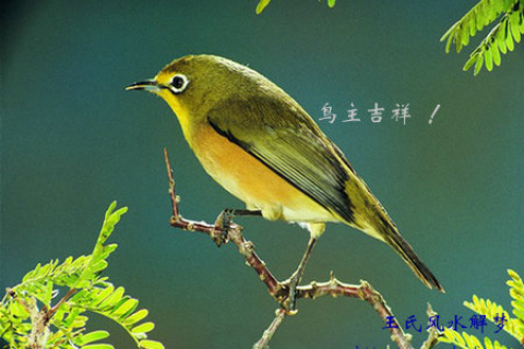 孕妇梦见鸟在水里请高人解梦，孕育新生命的神秘预兆