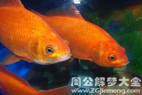梦见红鲤鱼，探寻梦境中的神秘寓意与心灵启示