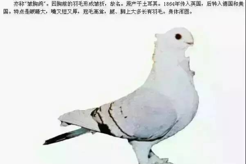 梦见鸽子，和平与希望的象征