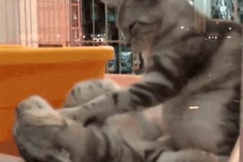 梦见一只手掐死了猫，梦境背后的深层解析与心理启示