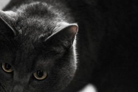 梦见小黑猫死了，梦境背后的深层含义与解析