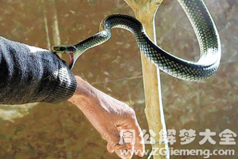 周公解梦，梦到蛇咬小孩，寓意何在？