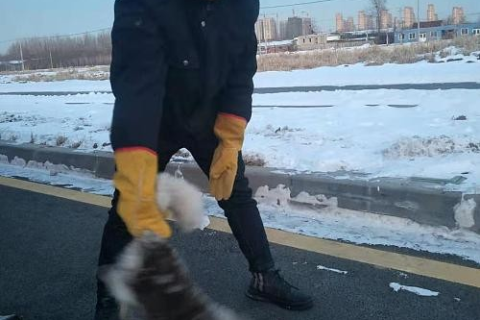 梦境解析，为何会梦到狐狸咬人？