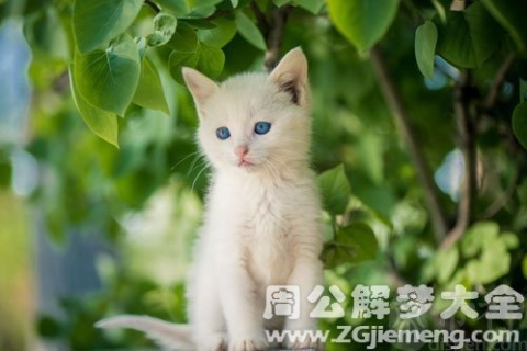 梦到白色的小猫，纯洁与神秘的象征
