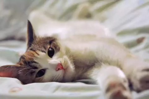 孕妇梦见猫，梦境背后的深层含义与解读
