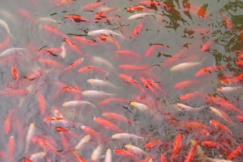 梦见好多的鱼全是死得——解读梦境背后的深层含义