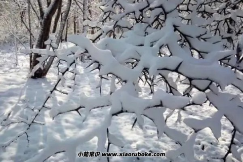 周公解梦，梦见摇树上的雪，寓意欢乐与纯净的预兆