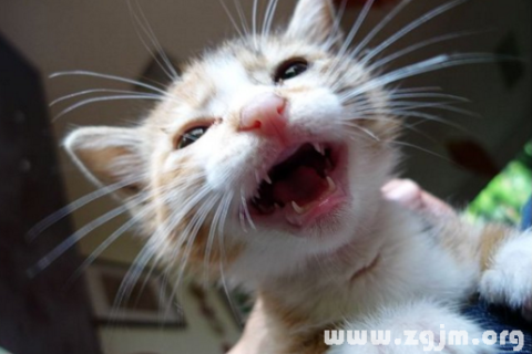 梦见死去的猫咪咬我，梦境背后的深层含义与解析