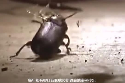 梦境解析，梦见蜘蛛欲咬未果，反伤我兄，寓意何在？