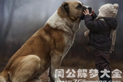 周公解梦，狗咬我，梦境背后的深层含义