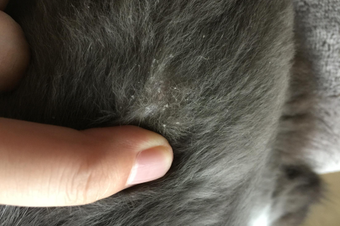 梦见猫咪与陌生人的奇妙邂逅，探索梦境中的深层含义