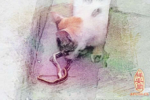 梦见猫吃蛇，梦境背后的深层含义与解析