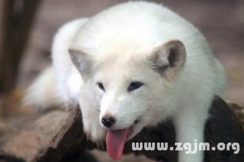 昨晚梦到大狗像狐狸代表什么吗？解读梦境中的神秘符号
