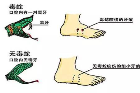 梦见被五厘米长的小蛇咬到脚，解读梦境中的微妙信息