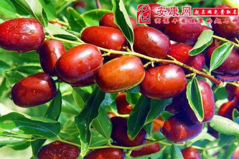 梦见摘枣吃枣，探寻梦境中的甜蜜预兆与心灵启示