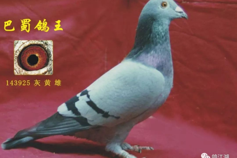 放飞和平之鸽，梦中女孩与心灵自由的象征