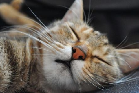 梦境解析，昨天我梦见猫好多猫