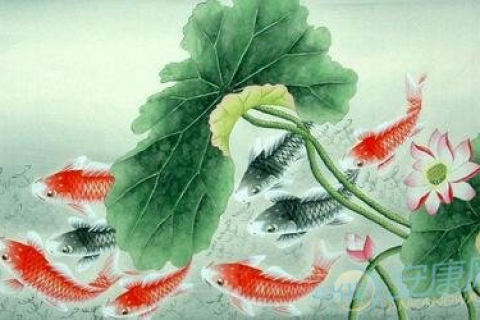 孕妇梦见抓红鲤鱼，寓意、解析与心理启示