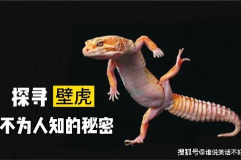 梦境的奥秘，昨晚梦见双头蛇，却化身为人的深层解读