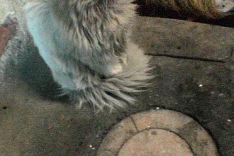 梦境缠绕，解析梦见猫缠着自己身上怎么都拽不下来的深层含义