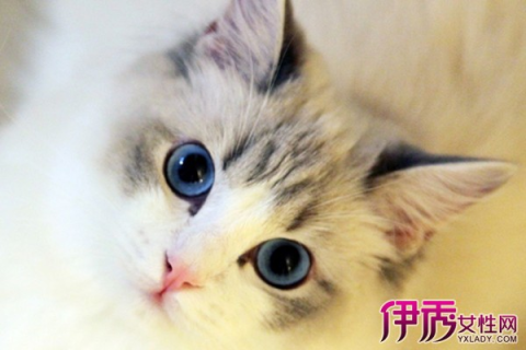做梦梦到白色猫咪意味着什么？