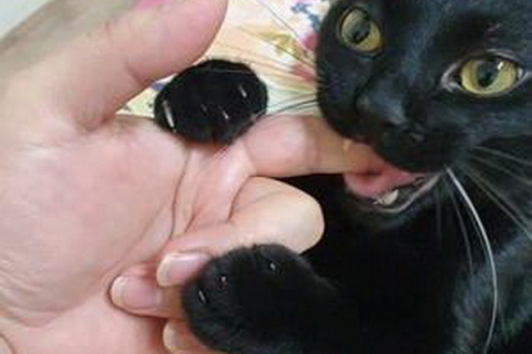 梦见黑猫抓我的手不放，梦境背后的深层含义与解析