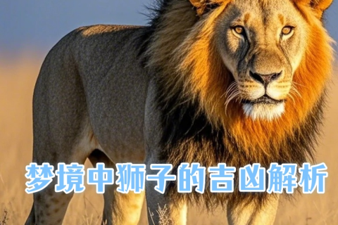 学生梦见狮子，预示成长与力量的梦境解析