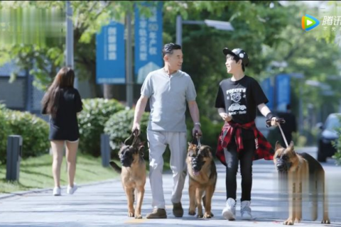 梦境解析，狗与自我保护的深层含义