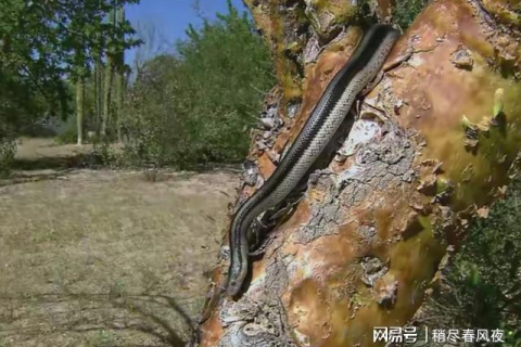 梦境中的奇异冒险，面对缠绕树干的蛇，勇敢与恐惧并存