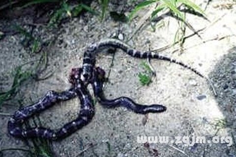 女人梦见一条花蛇卧在水里不动，周公解梦与心理分析