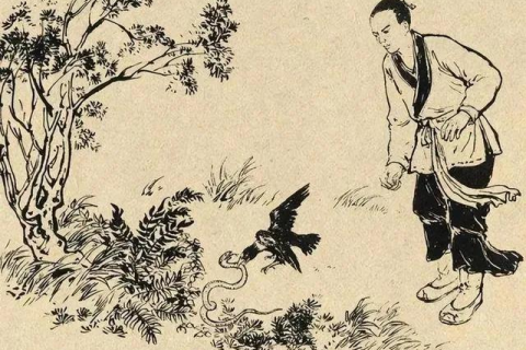 梦境奇遇，梦见捡鸡蛋鸡就啄我，寓意何在？