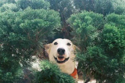 梦回十年，犬影难寻，一家人的心灵之旅与失落之犬的寓言