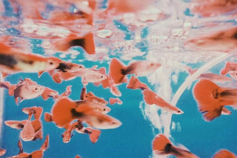 梦里梦到陆地上跑的鱼，探索潜意识中的奇妙意象