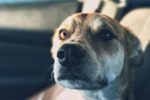 梦境交织，父亲与巨犬的归家之旅