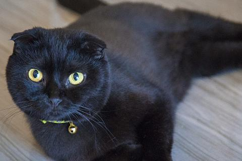女人梦见一只很大的黑猫，神秘而静谧的象征意义解析