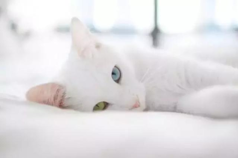 做梦梦到猫了怎么回事，探索梦境中的神秘访客