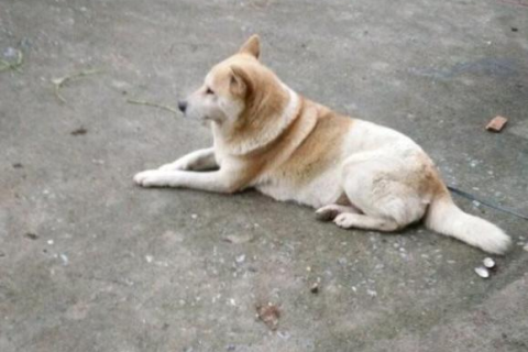 梦见狗是否预示着怀孕？探索梦境与现实的微妙联系