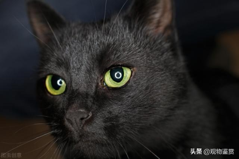 梦见黑猫，探索梦境背后的深层含义与启示
