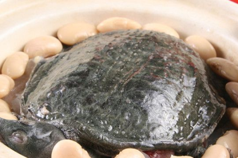 梦见抓甲鱼，探索梦境背后的深层含义与启示