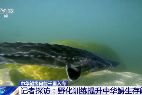 梦境解析，水中游鱼，一面已开，寓意何在？