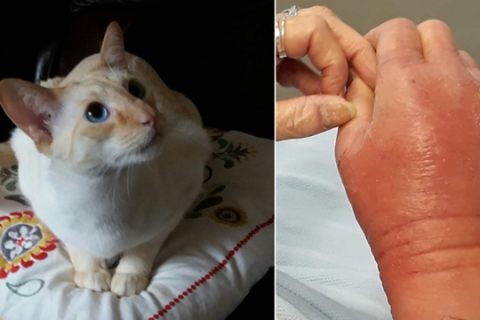 梦境解析，为何会梦到被猫抓伤手？