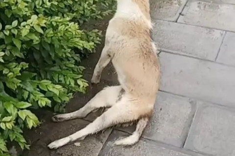 梦见狗把自己的腿咬破，解析梦境背后的深层含义