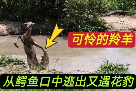 梦见鳄鱼要吃羊却没有吃到，潜意识的警示与内心冲突的解析