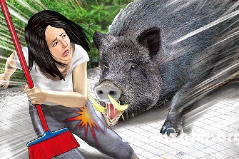 单身女性梦境中的奥秘，梦见怀孕猪的象征意义与预兆解析