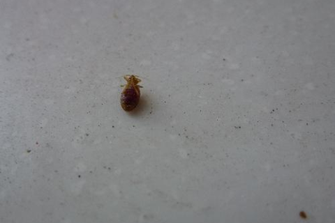 梦见身上有死虫子往下掉，解析梦境中的隐喻与深层含义