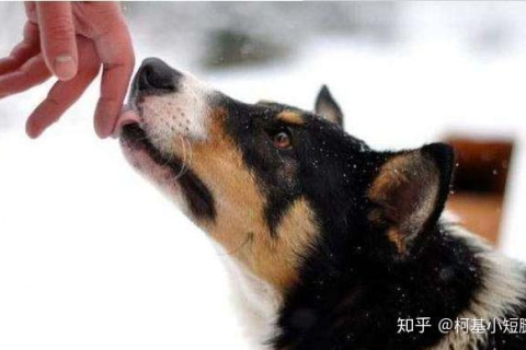 梦境解析，零晨梦见狗咬我，手出血与疼痛