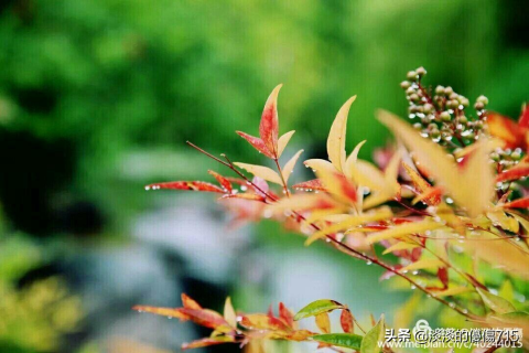 重逢旧梦，解析梦到以前男朋友的深层含义