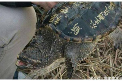 昨晚梦见钓到一只大乌龟后面又放了求解