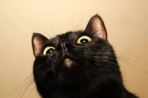 梦见黑猫来我家，神秘而深邃的预兆解析